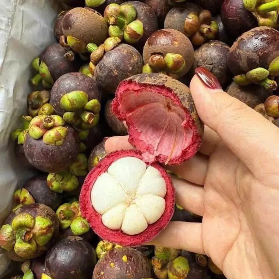 Măng cụt Thái, một quả bổ đôi cầm trên tay, thịt trắng