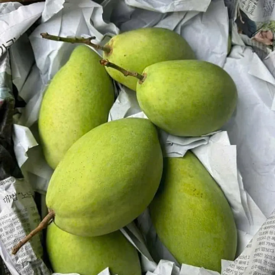 Xoài cát Hòa Lộc xếp trong thùng giấy